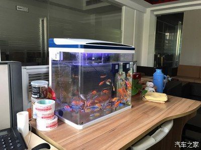南寧進口元寶鳳凰魚（南寧元寶鳳凰魚的價格）