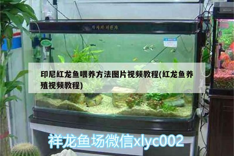 印尼紅龍魚喂養方法圖片視頻教程(紅龍魚養殖視頻教程)