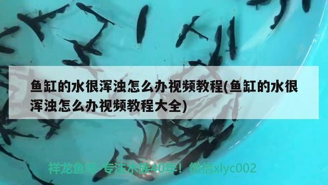 魚缸的水很渾濁怎么辦視頻教程(魚缸的水很渾濁怎么辦視頻教程大全)