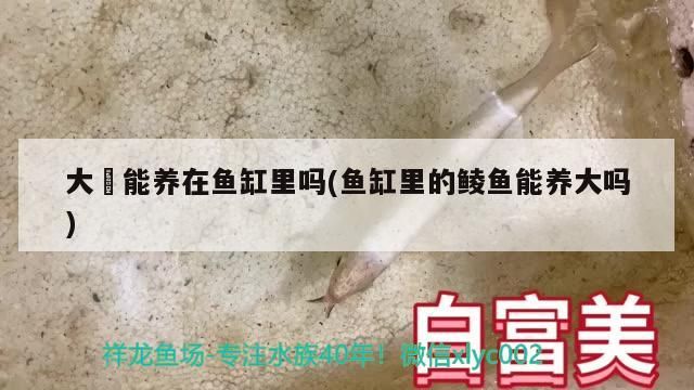 大薸能養在魚缸里嗎(魚缸里的鯪魚能養大嗎)