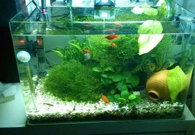 四紋虎魚缸內(nèi)植物布局技巧，四紋虎魚缸內(nèi)的植物布局技巧