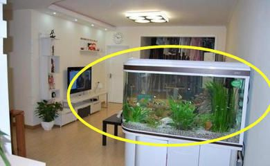 四紋虎魚缸內(nèi)植物布局技巧，四紋虎魚缸內(nèi)的植物布局技巧