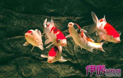 銀龍魚的飼養技巧視頻大全(新手養銀龍魚教學)