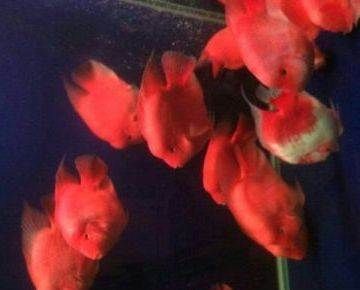 各種觀賞魚微信群名字叫什么（世界各地的觀賞魚文化觀賞魚文化觀賞魚文化各有特色）