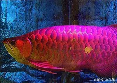極品泰虎魚：\"極品泰虎魚\"主要指的是具有優良紋路和體色的泰虎魚