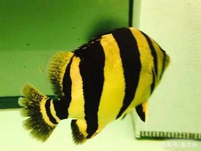 極品泰虎魚：\"極品泰虎魚\"主要指的是具有優良紋路和體色的泰虎魚