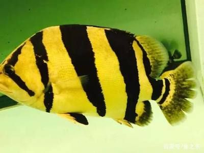 極品泰虎魚：\"極品泰虎魚\"主要指的是具有優良紋路和體色的泰虎魚