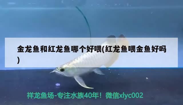 金龍魚和紅龍魚哪個好喂(紅龍魚喂金魚好嗎)