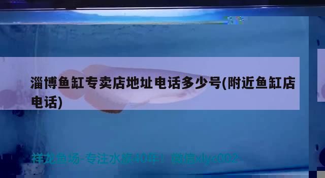 淄博魚缸專賣店地址電話多少號(附近魚缸店電話)