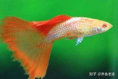 紅龍魚慢養的訣竅