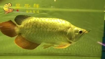 星點金龍魚魚苗最佳購買時機：關于星點金龍魚魚苗的最佳購買時機