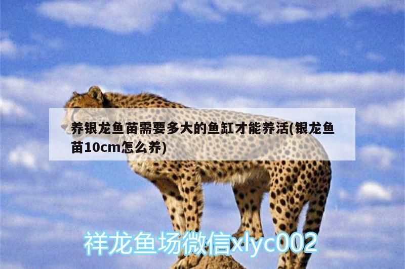 養(yǎng)銀龍魚苗需要多大的魚缸才能養(yǎng)活(銀龍魚苗10cm怎么養(yǎng))