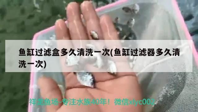 魚缸過濾盒多久清洗一次(魚缸過濾器多久清洗一次)