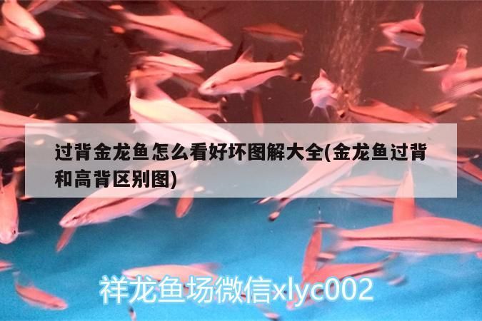 過背金龍魚怎么看好壞圖解大全(金龍魚過背和高背區別圖)