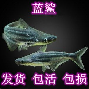 觀賞魚大白鯊怎么養（養護觀賞魚大白鯊需要特別關注水質、水溫和飼料選擇等方面）