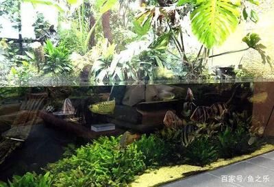 養(yǎng)虎魚多大的缸合適：養(yǎng)虎魚多大的魚缸合適