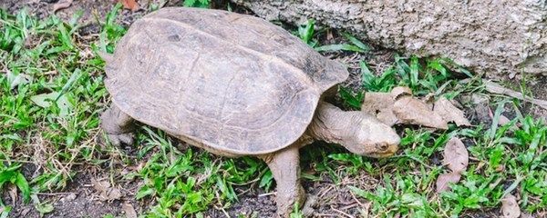 豬鼻龜是哪一年禁止售賣的：豬鼻龜禁售了嗎