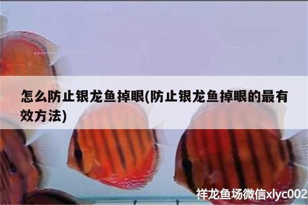 怎么防止銀龍魚掉眼(防止銀龍魚掉眼的最有效方法) 怎么防止銀龍魚掉眼(防止銀龍魚掉眼的最有效方法) 銀龍魚百科 第3張