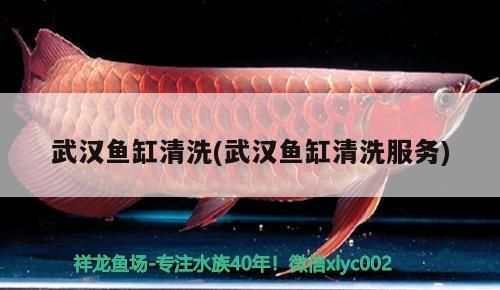 武漢魚缸清洗(武漢魚缸清洗服務(wù)) 元寶鳳凰魚百科 第3張 武漢魚缸清洗(武漢魚缸清洗服務(wù)) 武漢魚缸清洗(武漢魚缸清洗服務(wù)) 元寶鳳凰魚百科 第3張