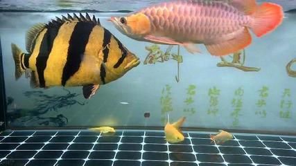 益陽龍魚vs益陽水族批發市場vs益陽水族館vs益陽魚缸批發市場vs祥龍魚場：益陽龍魚、益陽水族批發市場、益陽魚缸批發市場及祥龍魚場特色品種介紹