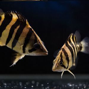 泰國(guó)虎魚市場(chǎng)銷售策略，關(guān)于泰國(guó)虎魚的市場(chǎng)銷售策略