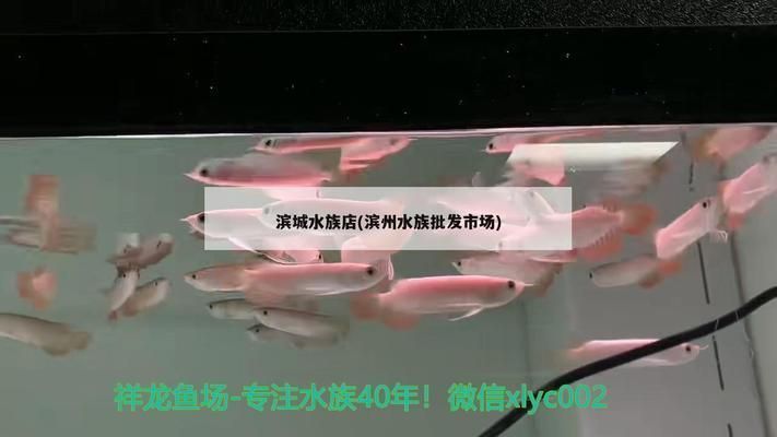 濱州龍魚vs濱州水族批發市場vs濱州水族館vs濱州魚缸批發市場vs祥龍魚場：濱州水族批發市場
