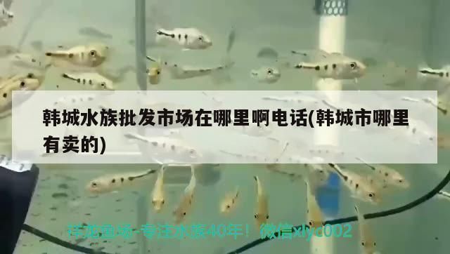 渭南龍魚vs渭南水族批發(fā)市場(chǎng)vs渭南水族館vs渭南魚缸批發(fā)市場(chǎng)vs祥龍魚場(chǎng)：渭南水族批發(fā)市場(chǎng)、渭南魚缸批發(fā)市場(chǎng)主要集中在以下幾個(gè)地方