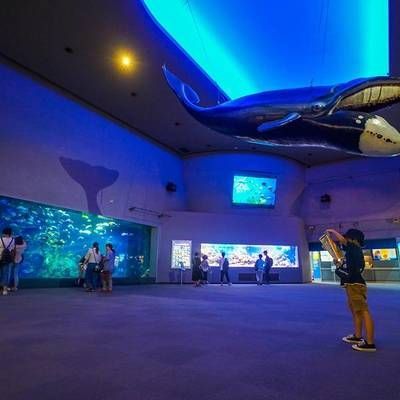 水族館開在什么地方合適（水族館如何選址） 水族館開在什么地方合適（水族館如何選址） 水族館百科（水族館加盟） 第3張