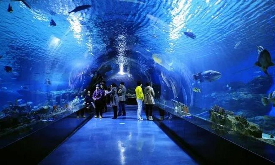 水族館開在什么地方合適（水族館如何選址） 水族館開在什么地方合適（水族館如何選址） 水族館百科（水族館加盟） 第5張