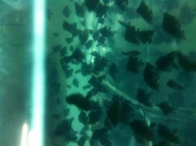 80厘米魚缸用多厚玻璃好看：如何選擇魚缸玻璃厚度
