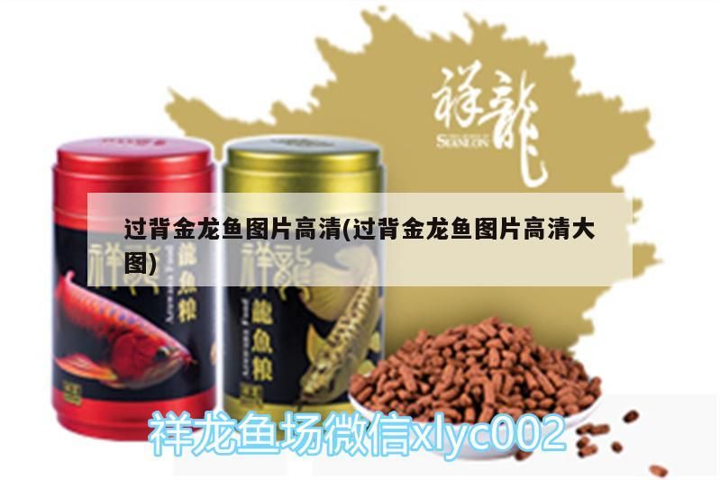 過背金龍魚圖片高清(過背金龍魚圖片高清大圖) 過背金龍魚圖片高清(過背金龍魚圖片高清大圖) 金龍魚百科 第3張