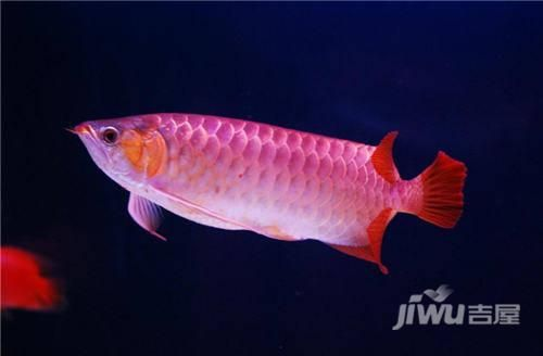 家里能養(yǎng)紅龍魚(yú)嗎：家里養(yǎng)殖紅龍魚(yú)需要注意什么？