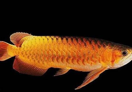 家里能養(yǎng)紅龍魚(yú)嗎：家里養(yǎng)殖紅龍魚(yú)需要注意什么？