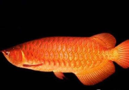 家里能養(yǎng)紅龍魚(yú)嗎：家里養(yǎng)殖紅龍魚(yú)需要注意什么？
