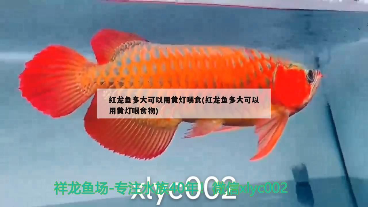 紅龍魚多大可以用黃燈喂食(紅龍魚多大可以用黃燈喂食物)