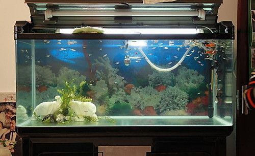 魚缸過濾器怎么安裝？，如何安裝魚缸過濾器