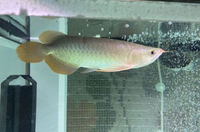 龍魚得了立鱗病怎么辦能治好嗎vs祥龍魚場：如何預防龍魚得立鱗病