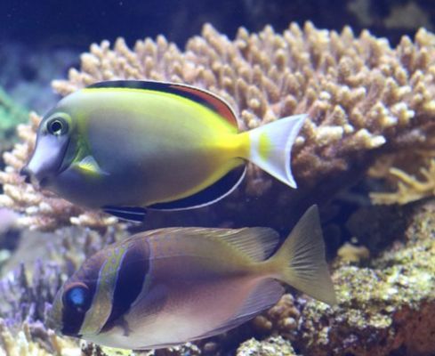 水族館開店流程及費用表（開設水族館的基本流程）