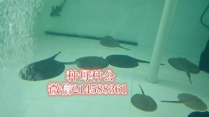 魟魚能養(yǎng)多大的魚苗：魟魚的飼養(yǎng)方法