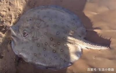 魟魚(yú)鼓起來(lái)怎么回事：魟魚(yú)肚子鼓起來(lái)可能是由于多種原因造成的