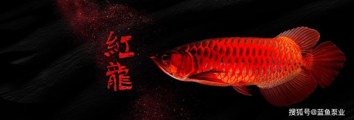 大湖紅龍魚和超血紅龍哪個容易養（大湖紅龍魚和超血紅龍魚哪個好？）