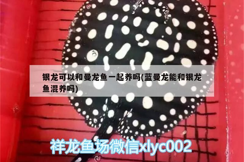 銀龍可以和曼龍魚一起養嗎(藍曼龍能和銀龍魚混養嗎)