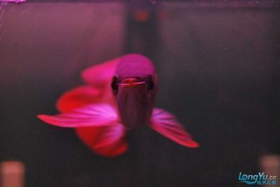 龍魚的養殖方法和注意事項vs祥龍魚場：祥龍魚場養殖技術