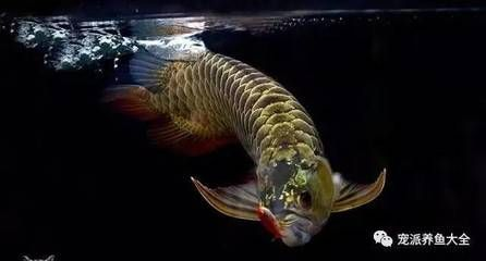 龍魚的水