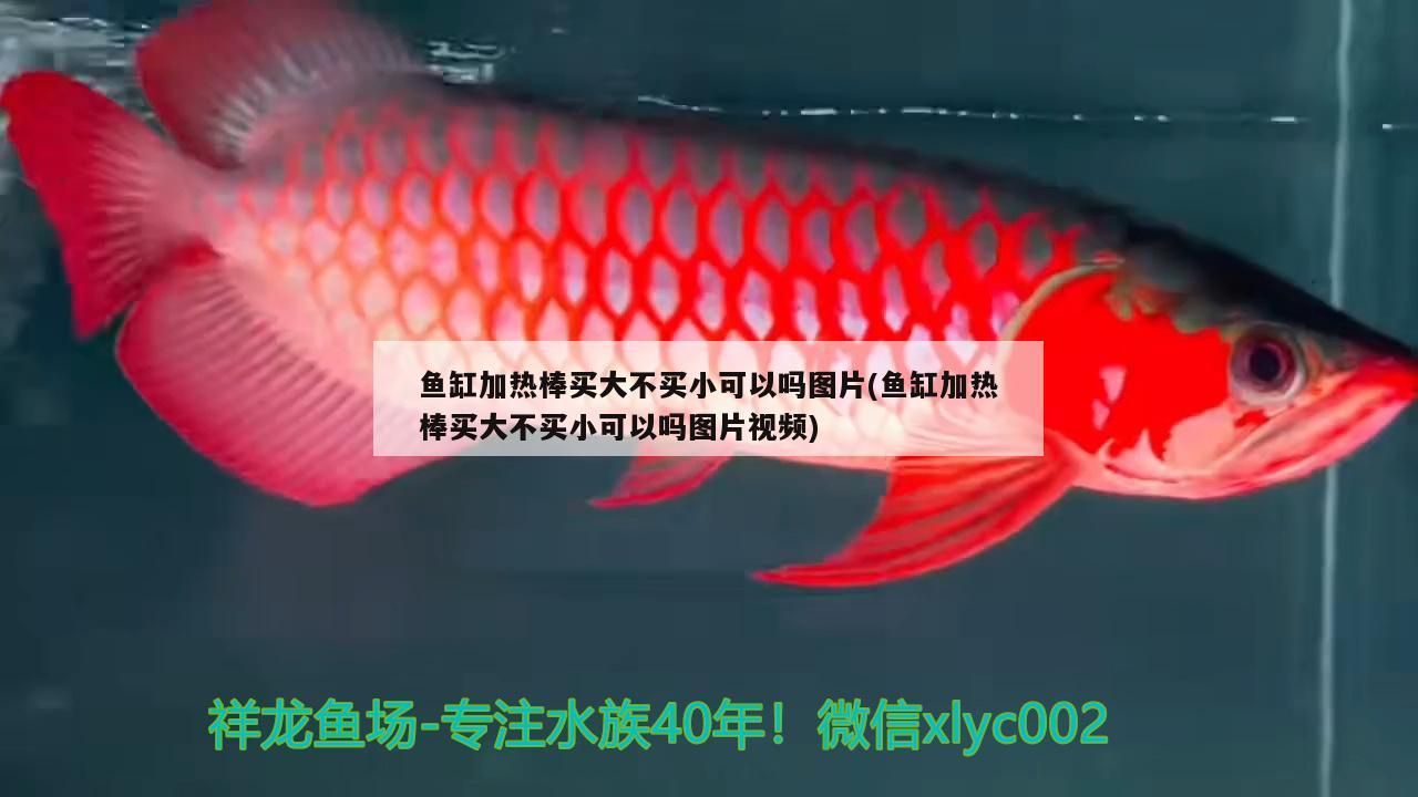 魚缸加熱棒買大不買小可以嗎圖片(魚缸加熱棒買大不買小可以嗎圖片視頻)