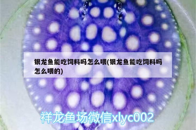 銀龍魚(yú)能吃飼料嗎怎么喂(銀龍魚(yú)能吃飼料嗎怎么喂的)