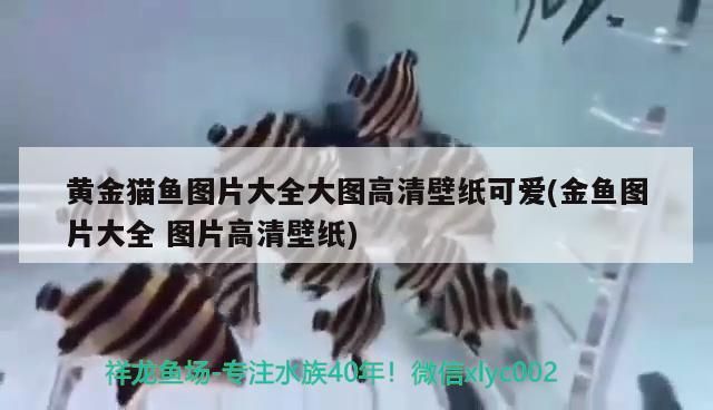 黃金貓魚圖片大全大圖高清壁紙可愛(金魚圖片大全圖片高清壁紙) 黃金貓魚百科 第2張 黃金貓魚圖片大全大圖高清壁紙可愛(金魚圖片大全圖片高清壁紙) 黃金貓魚圖片大全大圖高清壁紙可愛(金魚圖片大全圖片高清壁紙) 黃金貓魚百科 第2張