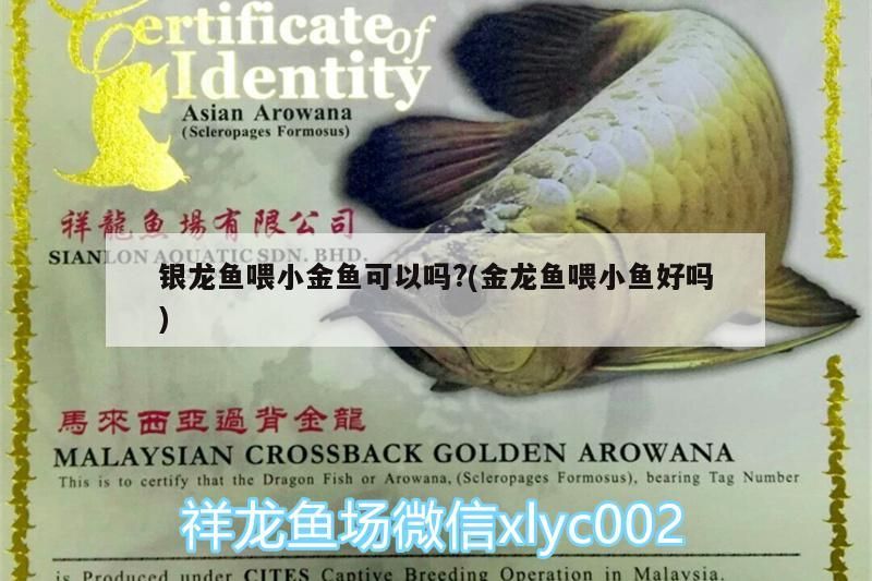 銀龍魚喂小金魚可以嗎?(金龍魚喂小魚好嗎)