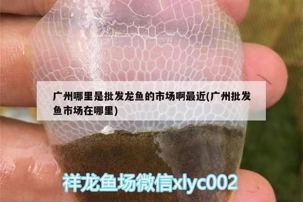 黃金河虎魚繁殖水質管理要點，黃金河虎魚繁殖水質管理要點黃金河虎魚繁殖水質管理要點