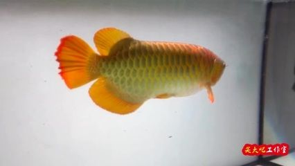 賽級紅龍魚：賽級紅龍魚是一種具有極高觀賞價值和商業(yè)價值的魚類